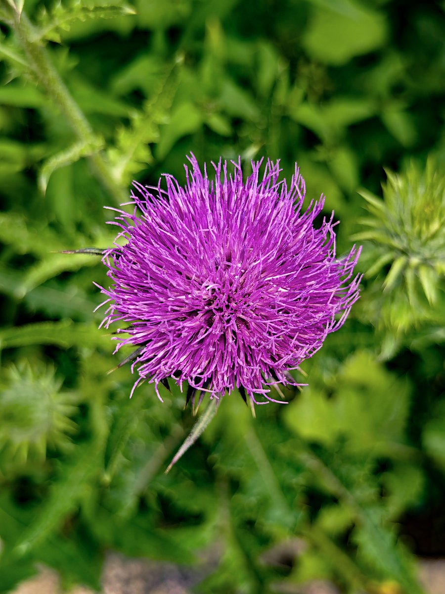 aerts025996's tweet photo. Today I saw a lovely thistle (蓟) with a sharp dagger (匕) - like shape, it's a sign of good omen (兆) for my new garden!， https://t.co/DzpI5ga5nY