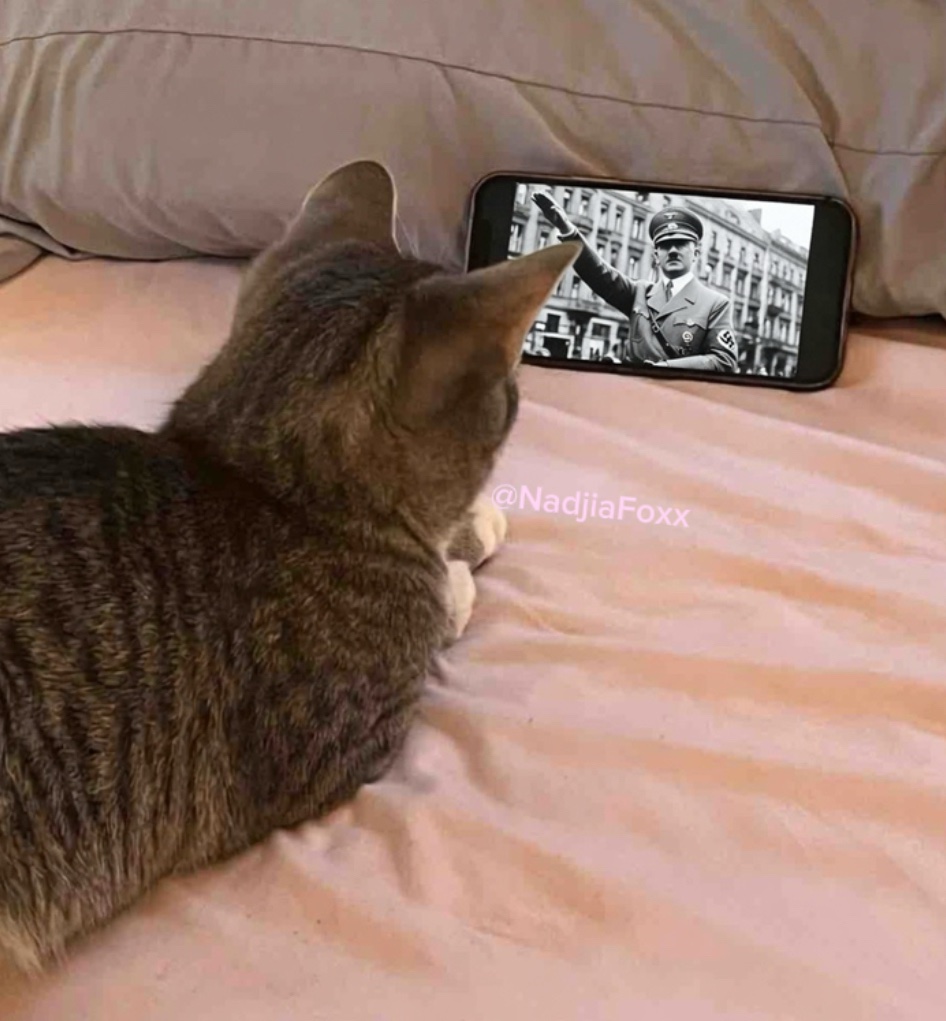 NadjiaF0xx's tweet photo. Happy Caturday https://t.co/zhoXlW0Q8n