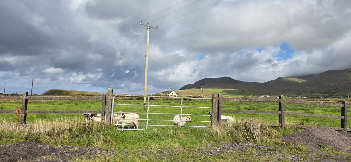 fitzyok's tweet photo. Aimsir gaofar inniu(windy today). Tirim ar maidin ach fliuch san iarnóin(dry morning but wet in the afternoon). Na huain laistigh don ngeata(🐑🐑inside the gate). Lá deas ceiliúradh clainne ag baiste Aidan(enjoyable family christianing).
#365daysofGaeilge
#365daysofwalking https://t.co/0W3ghqslvM