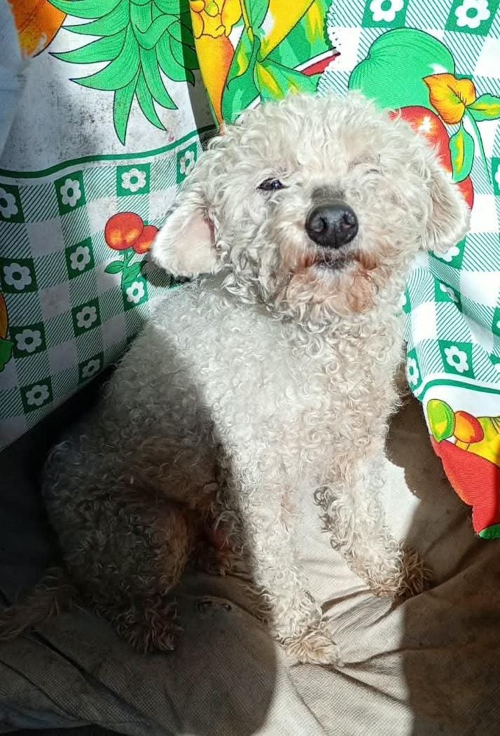 patripeyrou's tweet photo. Perrita caniche de unos 6 años aprox. Necesita urgente transito o adopcion responsable es buenita se lleva con gatos y perros.
Lamentablemente  la dueña se muda el martes y no la lleva 
Zona: Laferrere
Contacto:1141882114 https://t.co/dYjXLuGh8e