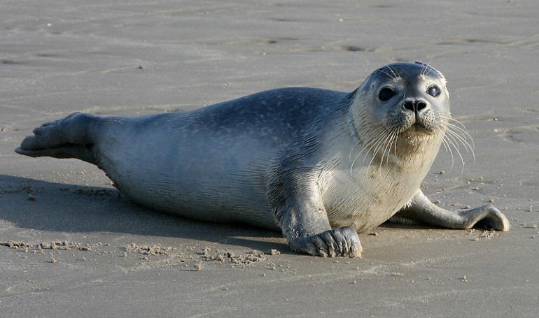 GreenL4nt3rn's tweet photo. Been too long since i had an active twitter account, i forgot how to actually interact or make compelling tweets, so take this random picture of a seal i found on my pc https://t.co/I5O19Vu1Ue