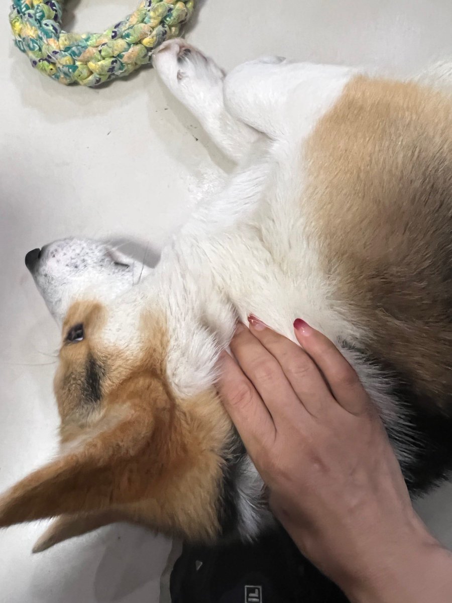 EdithDurelzs's tweet photo. My rescue pup curled up on my lap while I worked from home today—small joys hit different when you’ve got a buddy like this. https://t.co/IAOfZBGbCr
