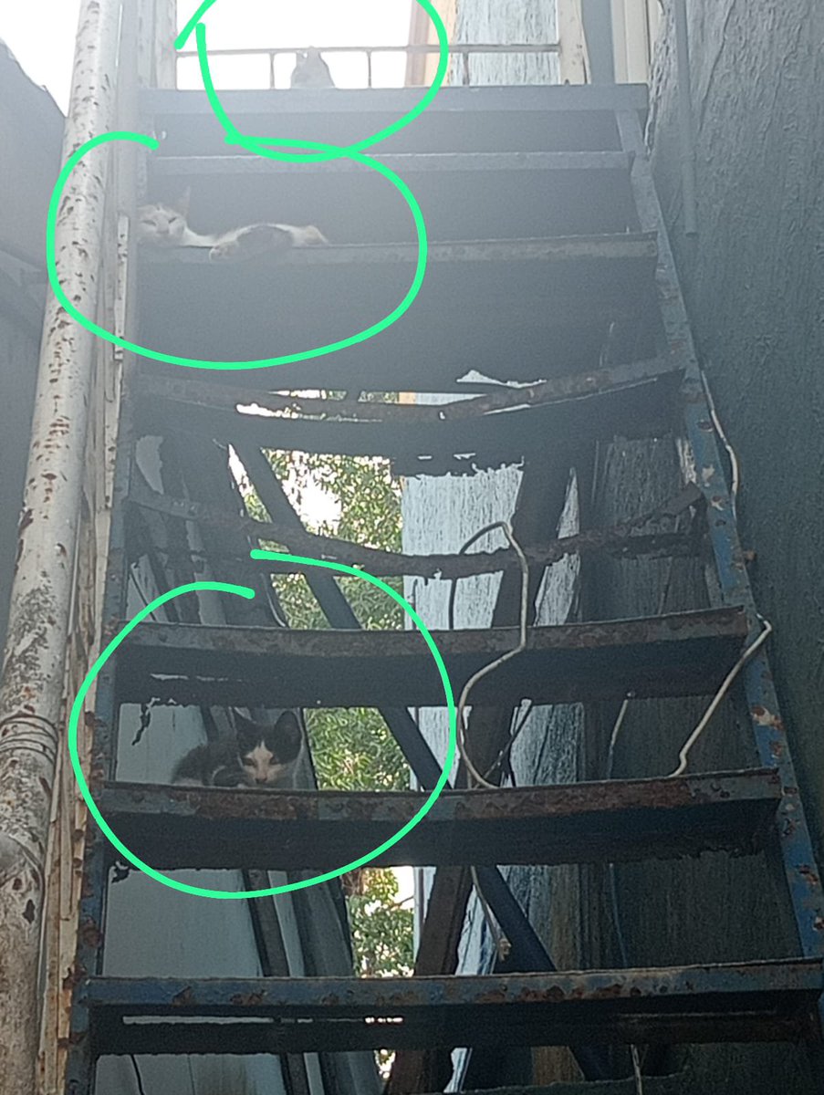JoseJuniorista's tweet photo. @PlataformaALTO por favor ayúdenme a verificar este caso de varios gaticos en mal estado, fueron vistos en la Institución Universitaria de Barranquilla en la sede Soledad. (Hay otros predios alrededor de la universidad) #IUB https://t.co/jmL9wbfEJ3