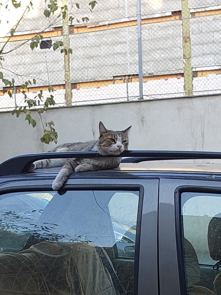 faghed_idy's tweet photo. عکسایی که از گربه انداختین رو ببینم😍🐱🐈 https://t.co/abd09kVoAh