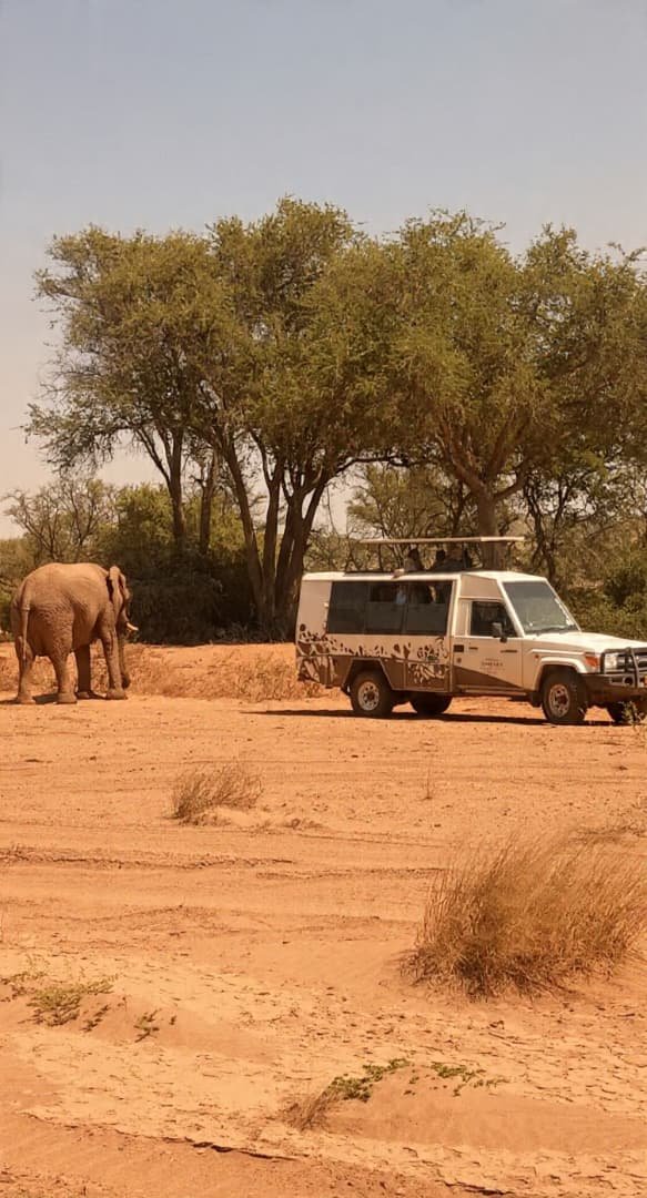 GondwanaLodges's tweet photo. This how close we get you to the wild, Damara Mopane Lodge Elephant excursion takes you close to the wild.
📍https://t.co/LHCdaQSZ1W
📸: Marque
#DamaraMopaneLodge #GondwanaCollection #Namibia #NamibiaWildlife #WildlifeExperience #ElephantExcursion #ElephantEncounter #ExploreNamibia #VisitNamibia #TravelNamibia #WildlifePhotography #NamibiaTravel #AfricanSafari #SafariExperience 🐘🇳🇦
