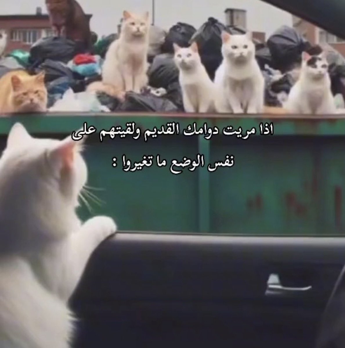 rozannee09's tweet photo. شفت ناس للحين ومت ضحك https://t.co/z9m8z4u4wk