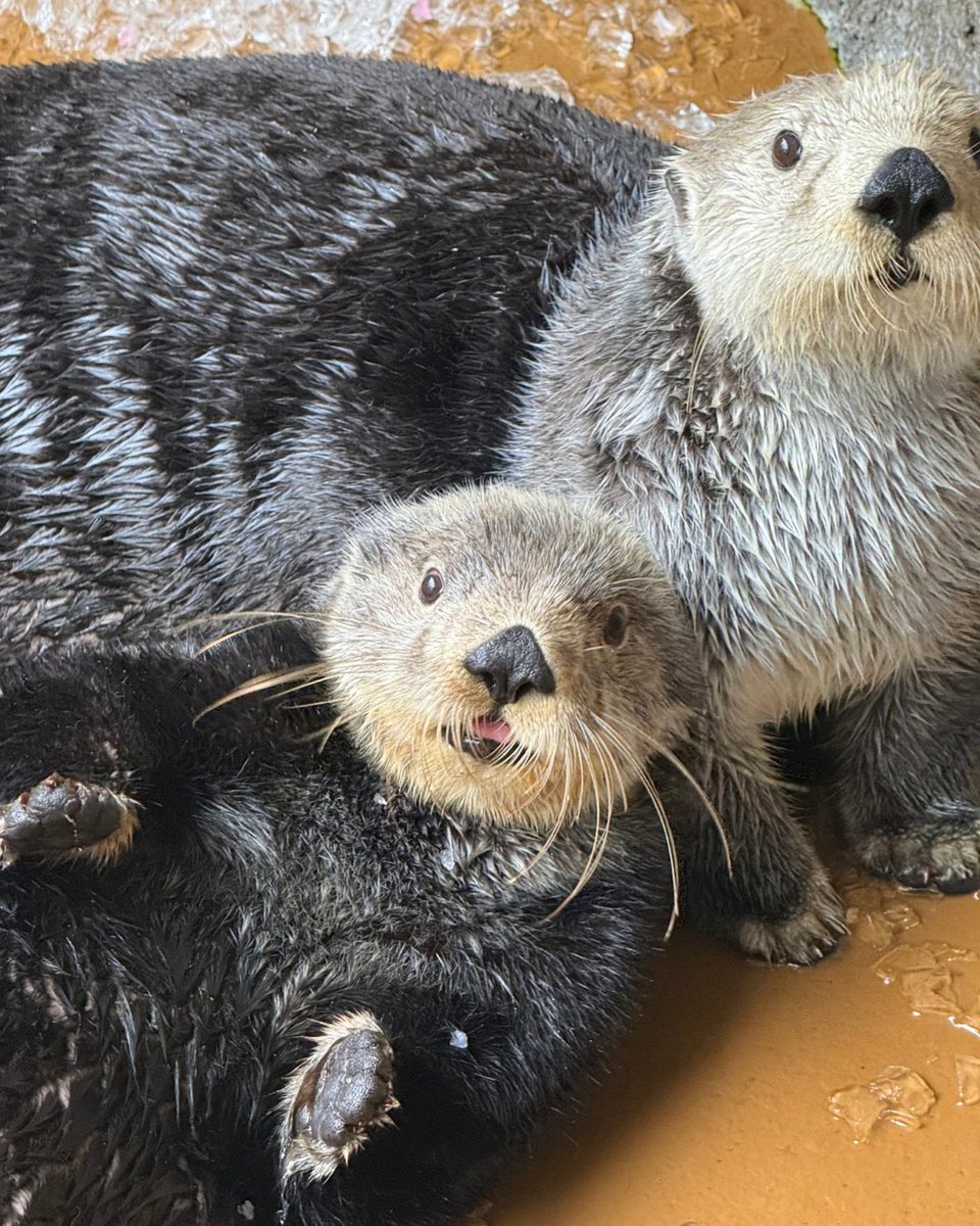 SeattleAquarium's tweet photo. Thanks for joining us for Sea Otter Awareness Week! 🦦

Can't get enough of Mishka, Ruby and Sekiu? 👀 See what they're up to right now on our sea otter live cam—or better yet, come visit them in-person at the Aquarium! 💙

📸: Animal Care Technician Assistant Emma https://t.co/UCrQHFrDsK