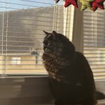 Photo by Hilda the wonder cat🌻🐈‍⬛ (@SarahJ_Thomson)