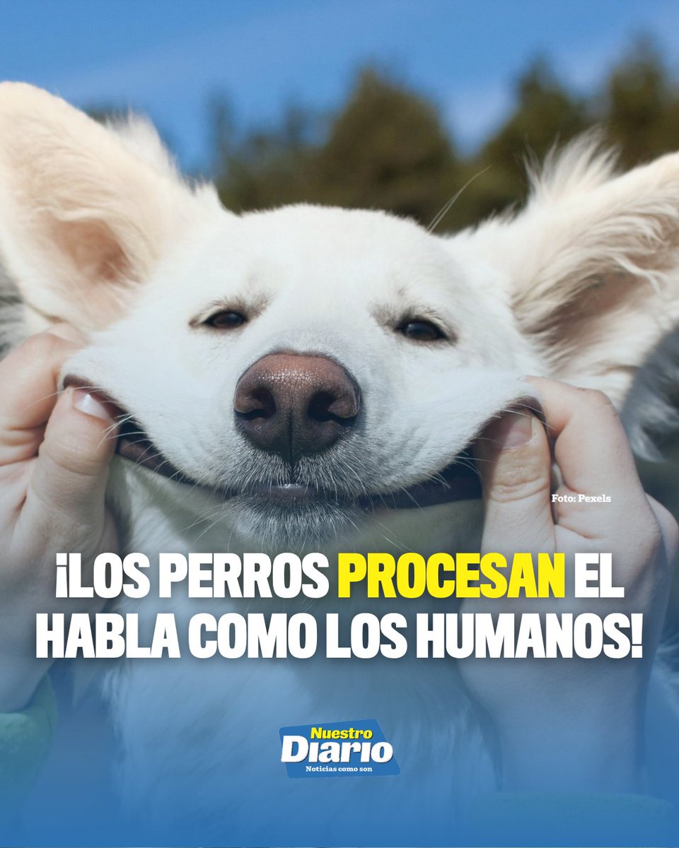 🐶🧠 ¡LOS PERROS PROCESAN EL HABLA COMO LOS HUMANOS! 😱🐶 Un estudio publicado en la revista Science reveló que los perros tienden a apoyarse más en las cons…