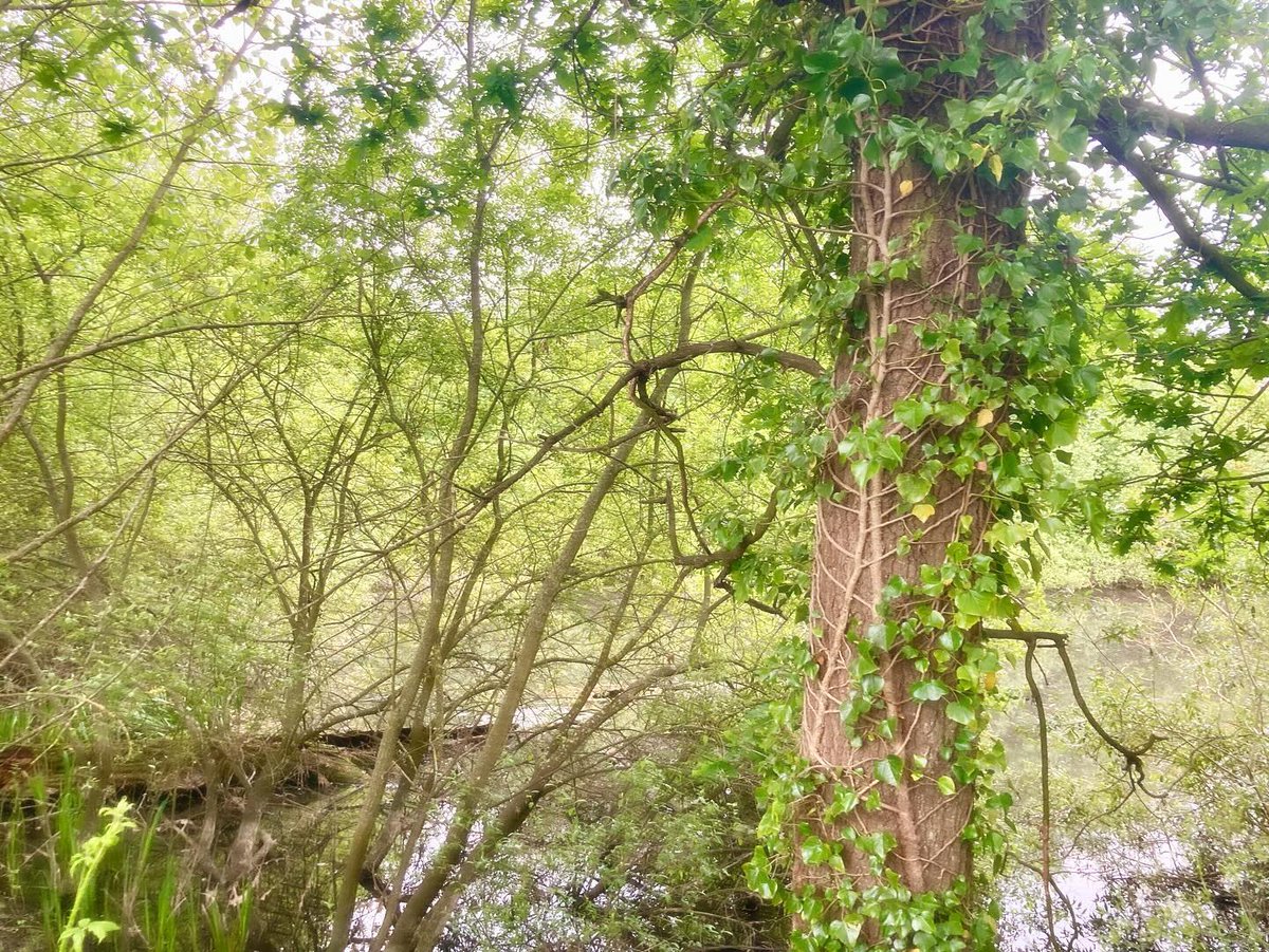 JuniorBfc's tweet photo. Wander into nature and let its quiet beauty refresh your mind. https://t.co/ZfSIzwikGk