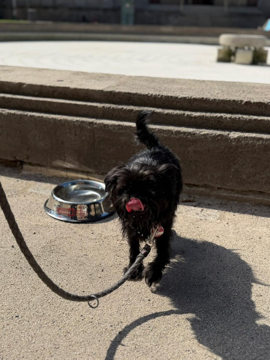 penelopehaller5's tweet photo. International Dog Day was amazing. SK Food Advisory, Betsy the Baroness, Kunstpalast https://t.co/F3XmLW3RzT