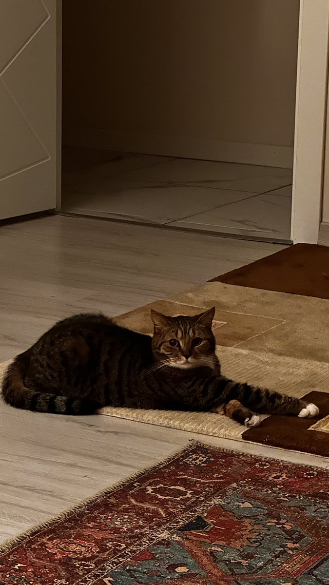 bzkronur's tweet photo. Kızımın harika pozu🥰🐈
@KaynakNews https://t.co/7P7Tf7Tu3R