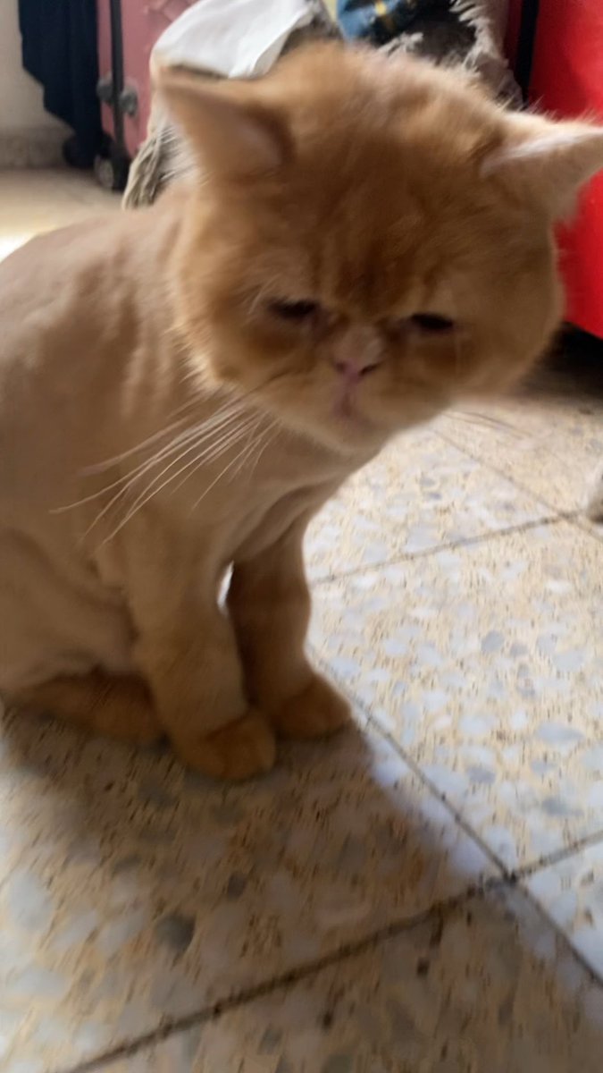 An orange cat with squinty, displeased eyes sits on a tiled floor, appearing grumpy.
