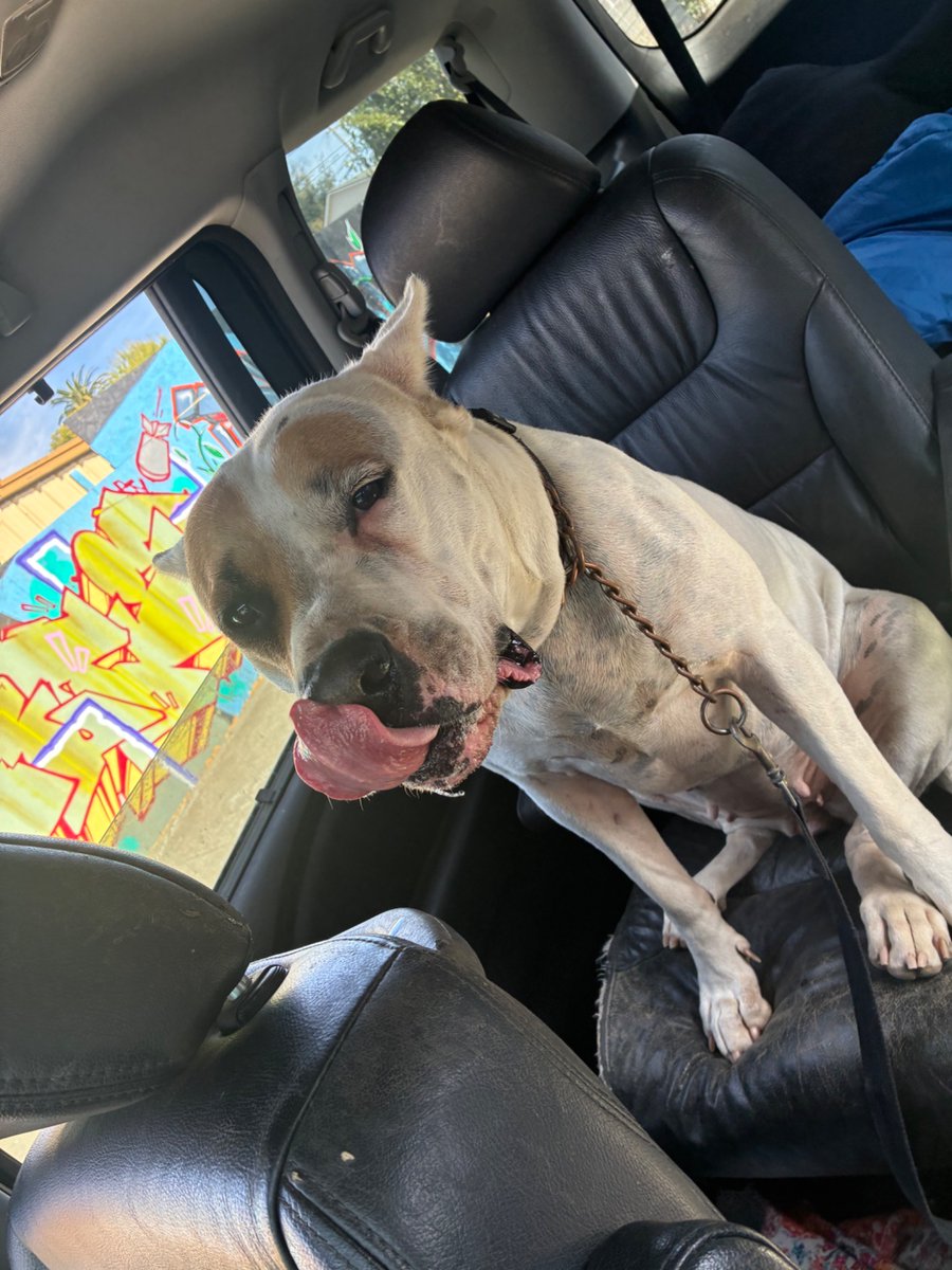 botorious30's tweet photo. On the next episode of “I’m NOT a Bot”

Here’s my Dogo argentino, and here’s my blue nose pit.

#dogoargentino #Argentinianmastiff #mastiff #bluenosepitbull #dogs 

#FBA https://t.co/6p05SJPBcv