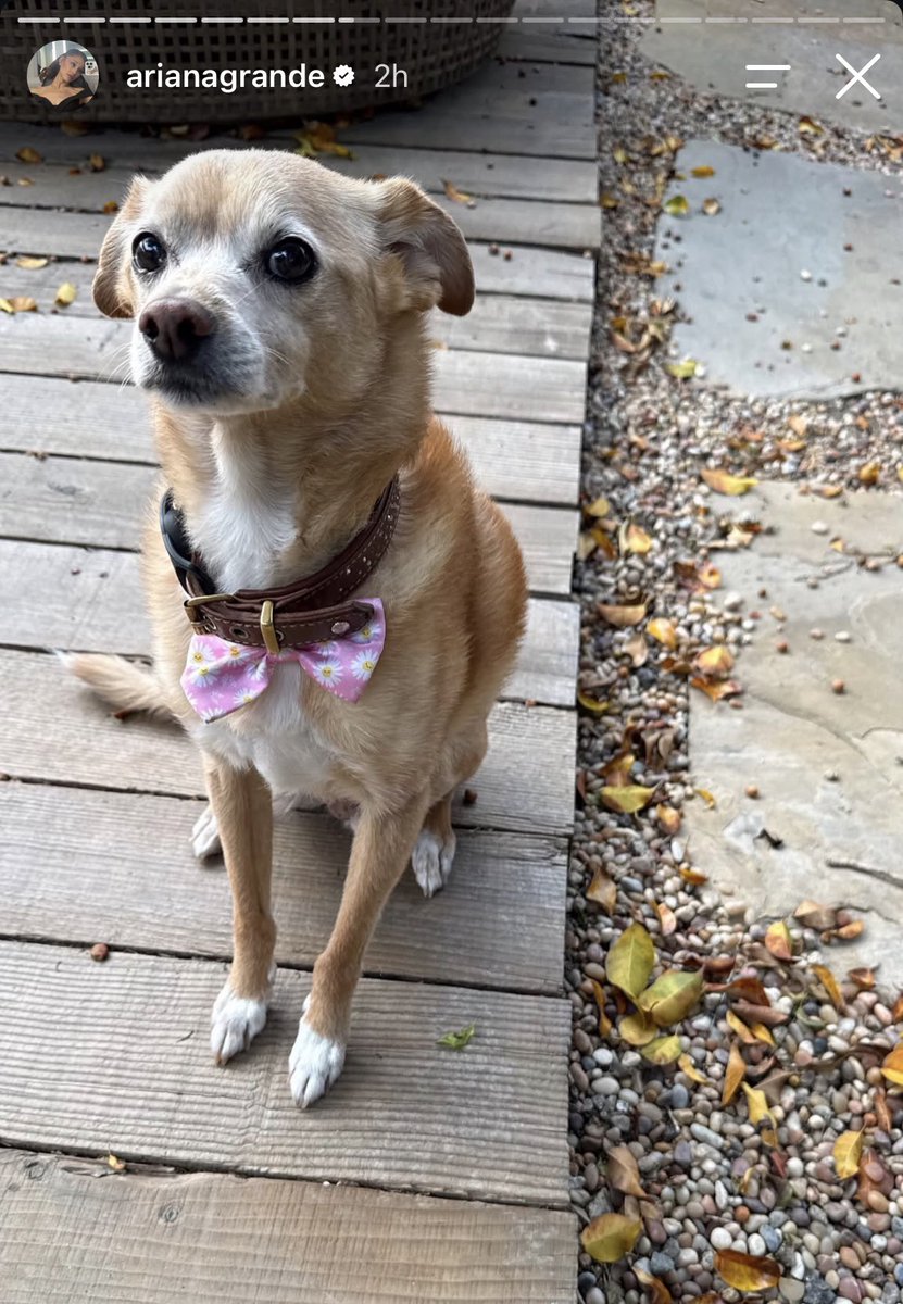magnifcntlygay's tweet photo. toulouse the distinguished gentleman you are https://t.co/1whucCSZOC