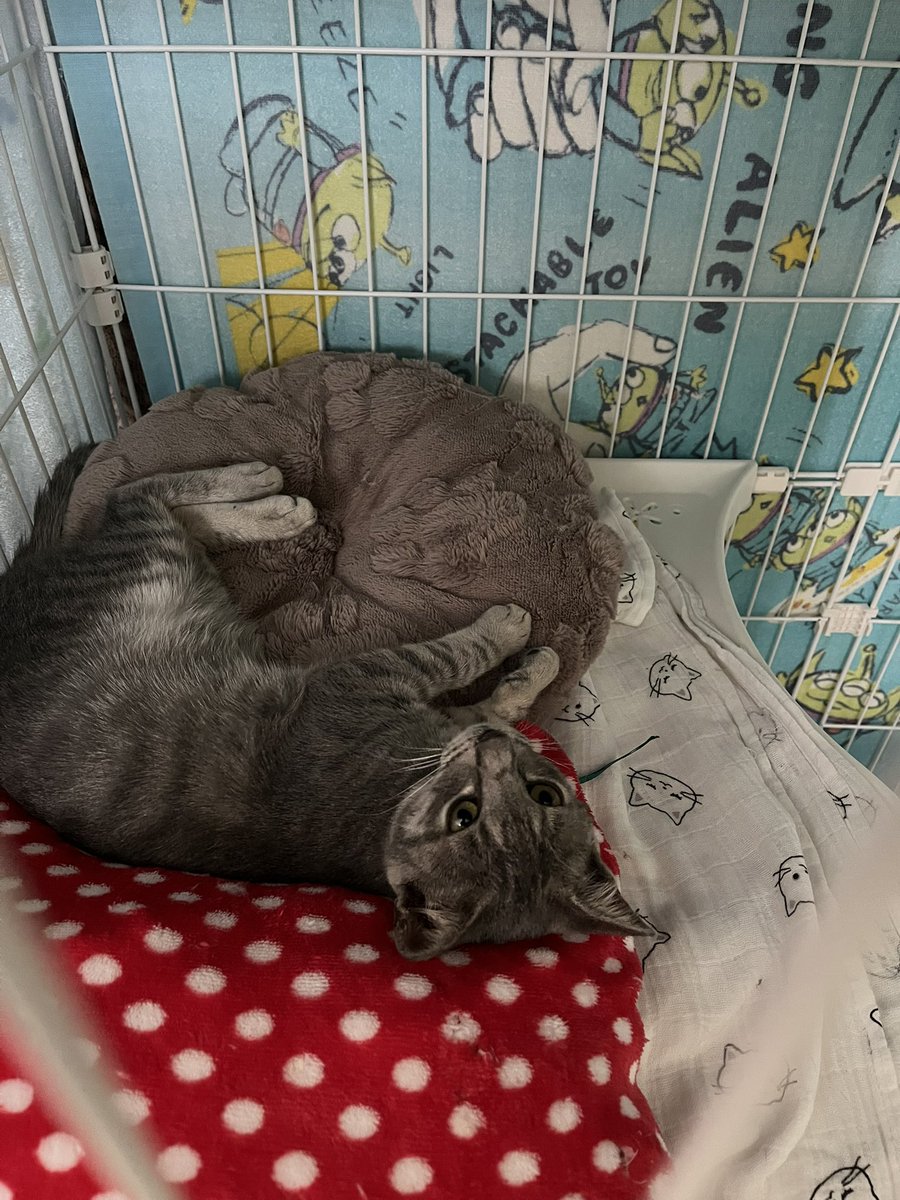 BonchanCat_0423's tweet photo. おはようございます
毎日ねっこ
ちびちゃんズ🥰
#保護猫と暮らす #猫のいる幸せ https://t.co/oO9AYezRqa