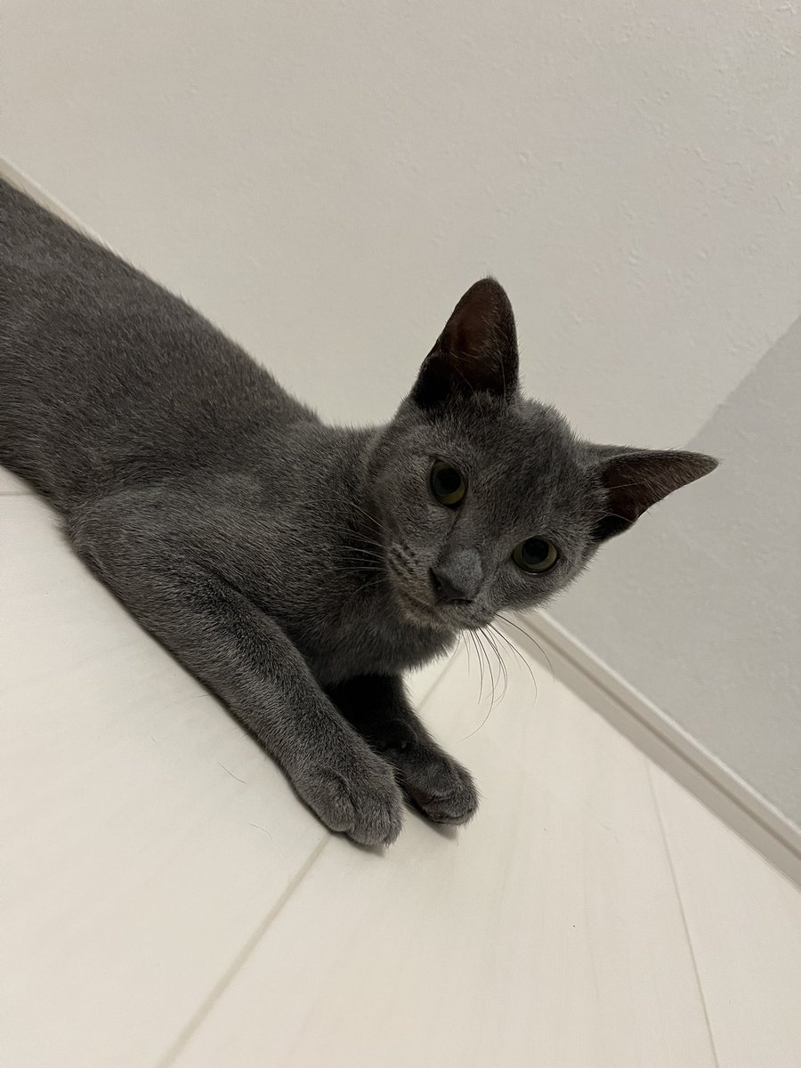 BonchanCat_0423's tweet photo. おはようございます
毎日ねっこ
ちびちゃんズ🥰
#保護猫と暮らす #猫のいる幸せ https://t.co/oO9AYezRqa