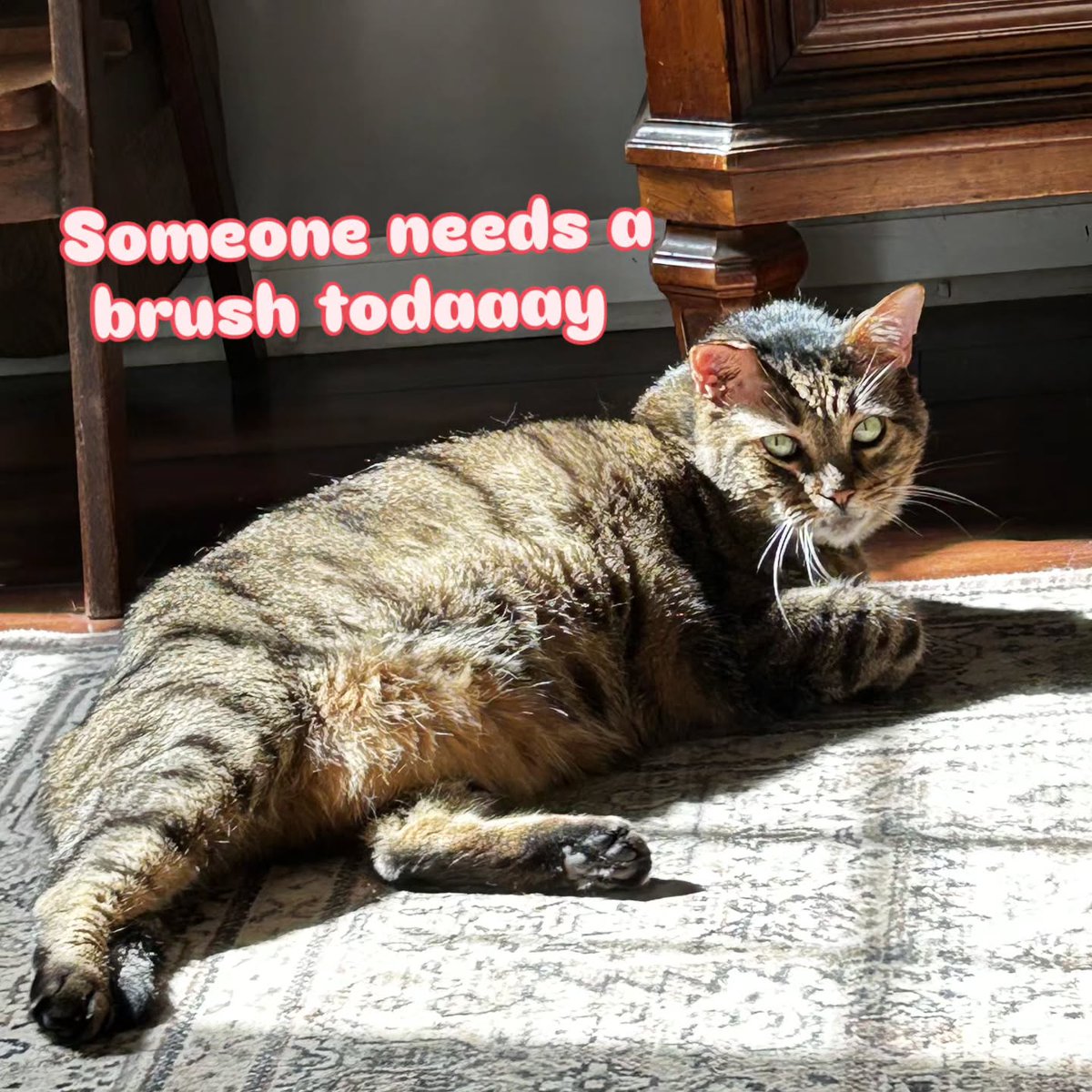 michaelmithupj's tweet photo. Gus is overdue for a spa day! More fur means more sweeping, so it’s time to brush him. https://t.co/aKVmYQrAkm