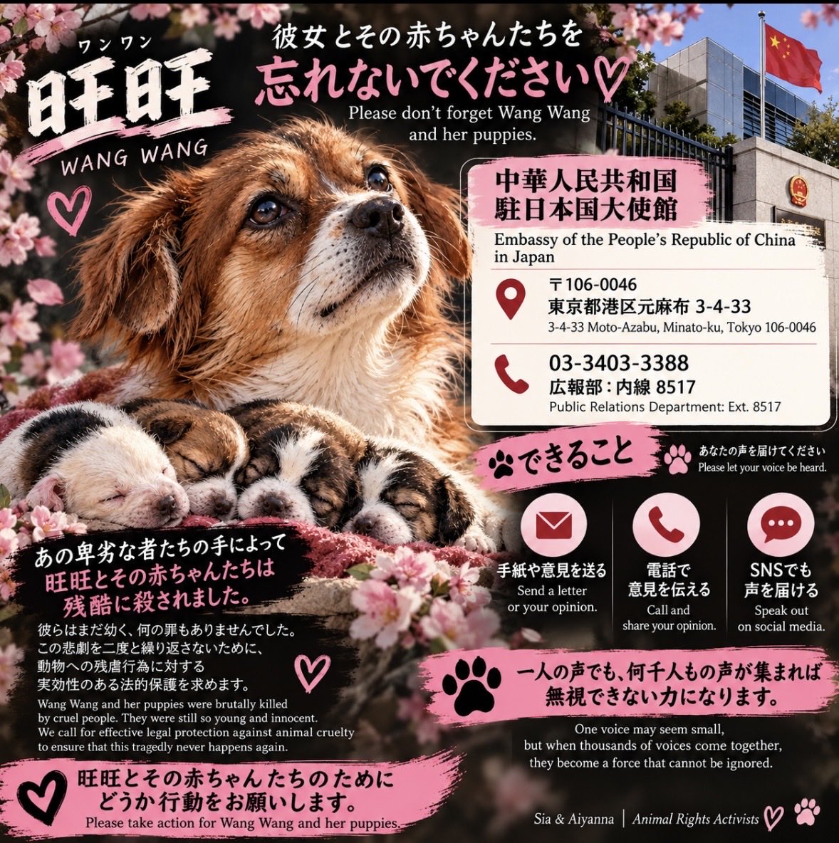 SiaxAiyanna's tweet photo. 「旺旺のために何かしたい。でも、どこに声を届ければいいのかわからない」
そう思っている方へ。

声を届ける方法があります。

中国駐日本国大使館に、旺旺とその赤ちゃんたちの事件について意見を届けることができます。

📍 中華人民共和国駐日本国大使館
東京都港区元麻布3-4-33
☎️ 03-3403-3388
広報部：内線8517

SNSで声を上げるだけでなく、正式な窓口に直接意見を届けることもできます。

私たちは、誰かを攻撃するためではなく、
旺旺とその赤ちゃんたちのための正義と、動物虐待を防ぐための実効性ある法的保護を求めています。

一人の声でも、何千人もの声が集まれば無視できない力になります。

旺旺とその赤ちゃんたちを忘れないでください。🐾

Sia & Aiyanna 🐾