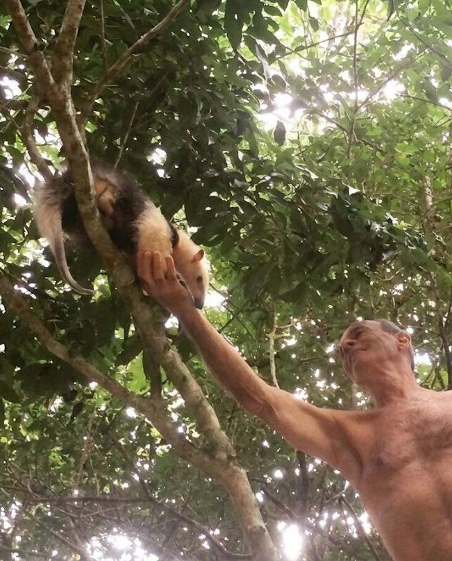 EnsedeCiencia's tweet photo. El cantante brasileño Ney Matogrosso transformó más de la mitad de su finca en una reserva para proteger la Mata Atlántica. 🌿🇧🇷 El lugar también recibe fauna rehabilitada y ya ha sido escenario de la liberación de más de 10 mil animales silvestres. https://t.co/MAfvRxSp5U
