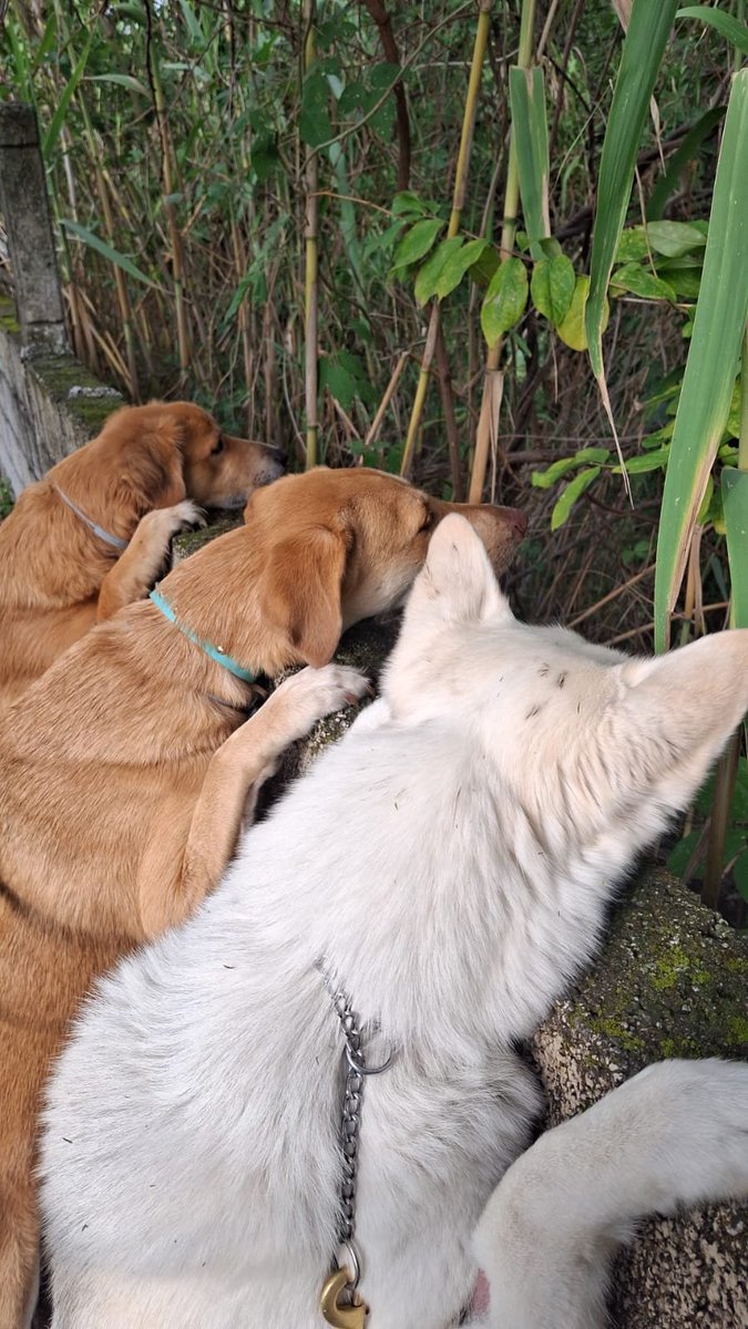 Nyu_umi's tweet photo. 🤭Voy a crear una loteria que inlcuya a: 

- la terrenaitor
- los chismosos
- los perritos calientes
- el borracho de amor https://t.co/PXVeAPrLIW