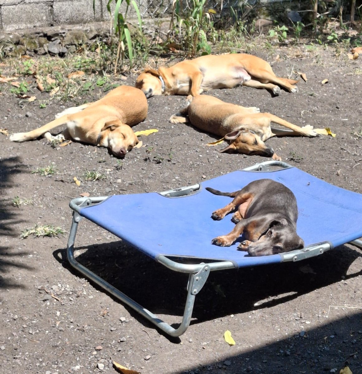 Nyu_umi's tweet photo. 🤭Voy a crear una loteria que inlcuya a: 

- la terrenaitor
- los chismosos
- los perritos calientes
- el borracho de amor https://t.co/PXVeAPrLIW