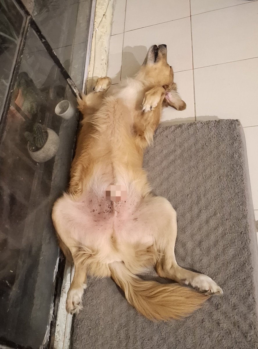 Nyu_umi's tweet photo. 🤭Voy a crear una loteria que inlcuya a: 

- la terrenaitor
- los chismosos
- los perritos calientes
- el borracho de amor https://t.co/PXVeAPrLIW