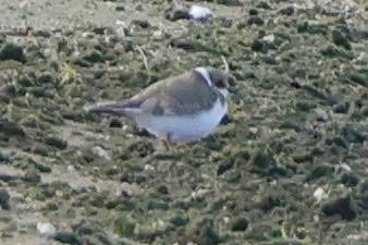 NrthWildlifePix's tweet photo. Very distant photos but my first Little Ringed Plover of the year. Interestingly I’ve had an LRP 4 out of the last 5 years in NI. https://t.co/xSbtMy1G2J