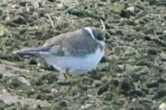 NrthWildlifePix's tweet photo. Very distant photos but my first Little Ringed Plover of the year. Interestingly I’ve had an LRP 4 out of the last 5 years in NI. https://t.co/xSbtMy1G2J