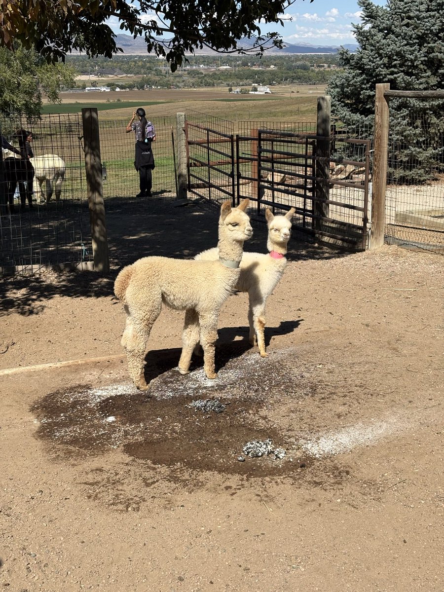 CSUprevet's tweet photo. We had so much fun on our tour of Stargazer Alpaca ranch! https://t.co/wirMH8d7CS