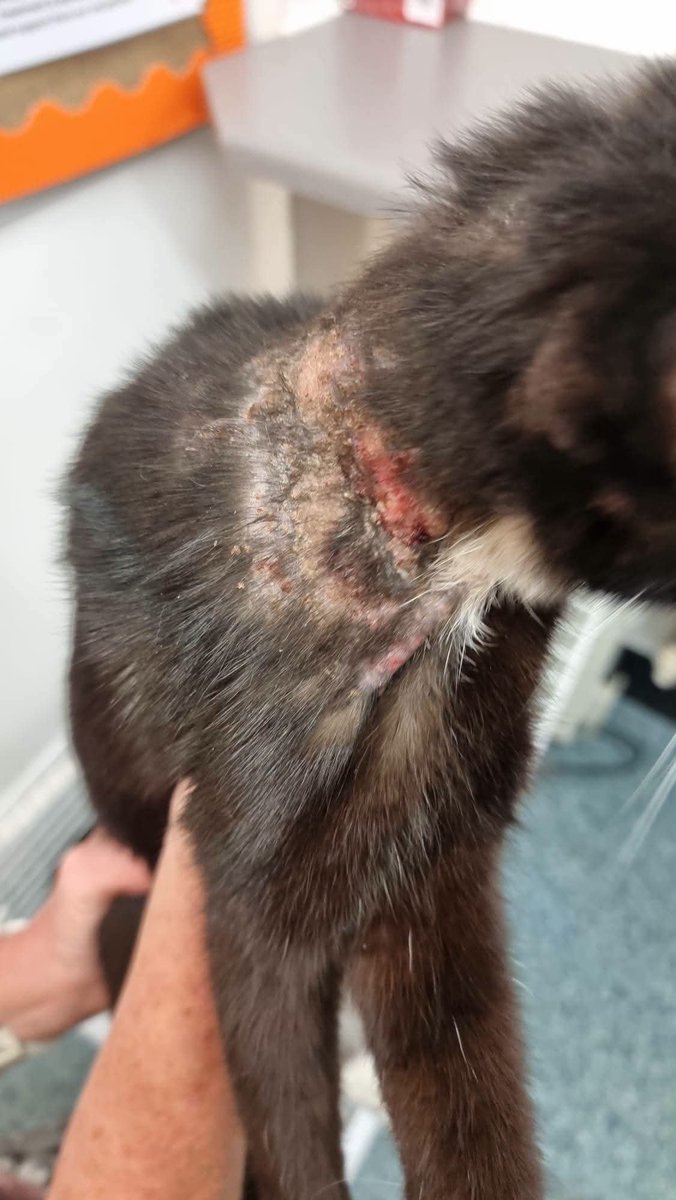 BCWRkittens's tweet photo. OPERATION BLACK PANTHERS
This weekend we have been helping the police with another horiffic rescue.
I spent over an hour trying to assessthe cats in the back of a police van " cage" 
Despise  lack of resources and space we were faced with no other option than to help .

They had rung every out of hours vet in West Yorkshire  and not one could offer a solution. 

We were contacted late yesterday by police officers who had been to an incident in leeds, arrested severali individuals, were in a volatile situation. Every window in the property  was smashed, the windows were boarded and local residents were threatening to burn the property  down. 
On searching the property  for the initial incident,  the police discovered 13 black and black and white  young cats living  in appalling  conditions  in the property. 

All  cats have evidence of severe abuse and neglect.. they all have medical issues and concerns, some worse than others, and they are all receiving emergency veterinary care.
Thankfully they are all very hungry and eating well.
Roastie, Mash, Jersey, Turnip, Julienne,  Cauli, Butternut, Little Leek, Mushy, Mangetout, Sugarsnap and Tinna are all now safe however are lin less than adequate  accommodation. 

If any one has a spare room, transport  and could foster for us for a few weeks please email katiebcwr@gmail.com

If anyone could donate towards their worrying veterinary  costs here is how you can help.

* The easiest way to donate is via PayPal using bcwrkittensfundraising@gmail.com as the recipient. please select the friends and family option so we are not charged a fee.

*you can donate by calling our vets at Northcote and making a card payment. Their telephone number is 01274 632222. Please quote BCWR.

*another way to donate is via a monthly standing order or by bank transfer for individual donations.
You will need the following information to do this:
Acct Name: BCWR KITTENS 
Sort code: 77.71.62
Acct number: 15692060

We also welcome donations via a cheque.

The rescue address is BCWR, 1 Ashbourne Ave Bradford BD2 4AW. 
 Cheques are to be made payable to BCWR KITTENS.

Many thanks
