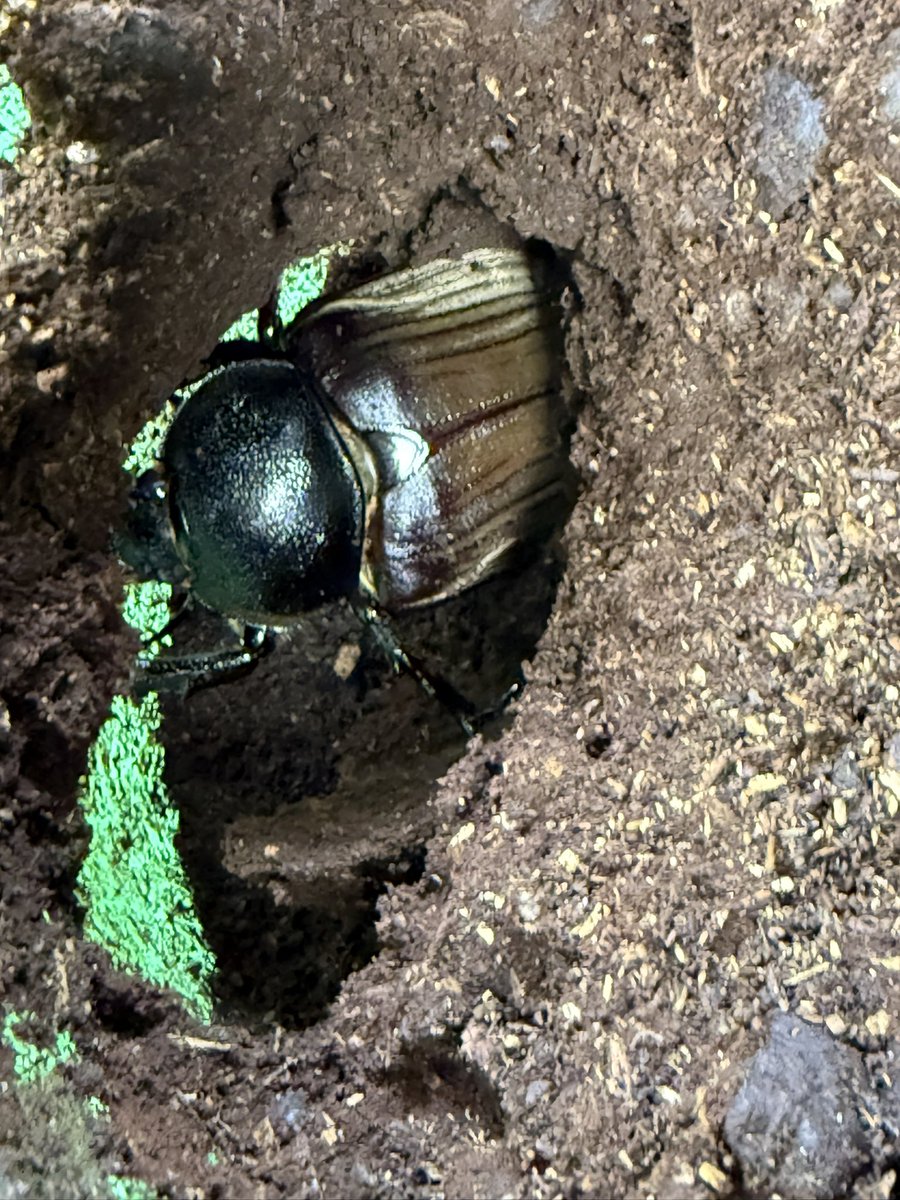 smrn55's tweet photo. アヌビスゾウカブト

てっきり蛹はメスだけだと思ってたんですが、掘り返してたら立派なオスが1頭混じってました

ボトル側面からほとんど見えなかったので勝手にメスだと思い込んでました😅

83ミリほど

メスも60〜65ミリくらいで順次羽化してるので良い感じです🙆 https://t.co/9tGPXPVuKG