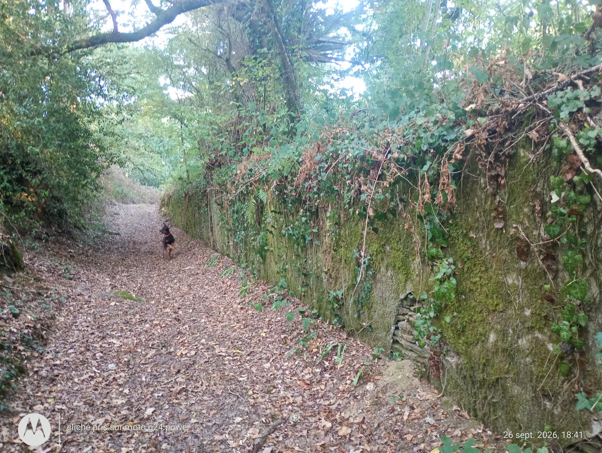 ThiChaplain's tweet photo. Joli mur de dalles de schiste recouvert d'un crépi, le tout est recouvert de végétation. C'était près d'une ancienne #mine de #schiste ardoisier à #Motreff. La dernière mine de schiste de Motreff a fermé en 2001. #Finistère #Histoire #Industrie. https://t.co/LnG4HpFxzx