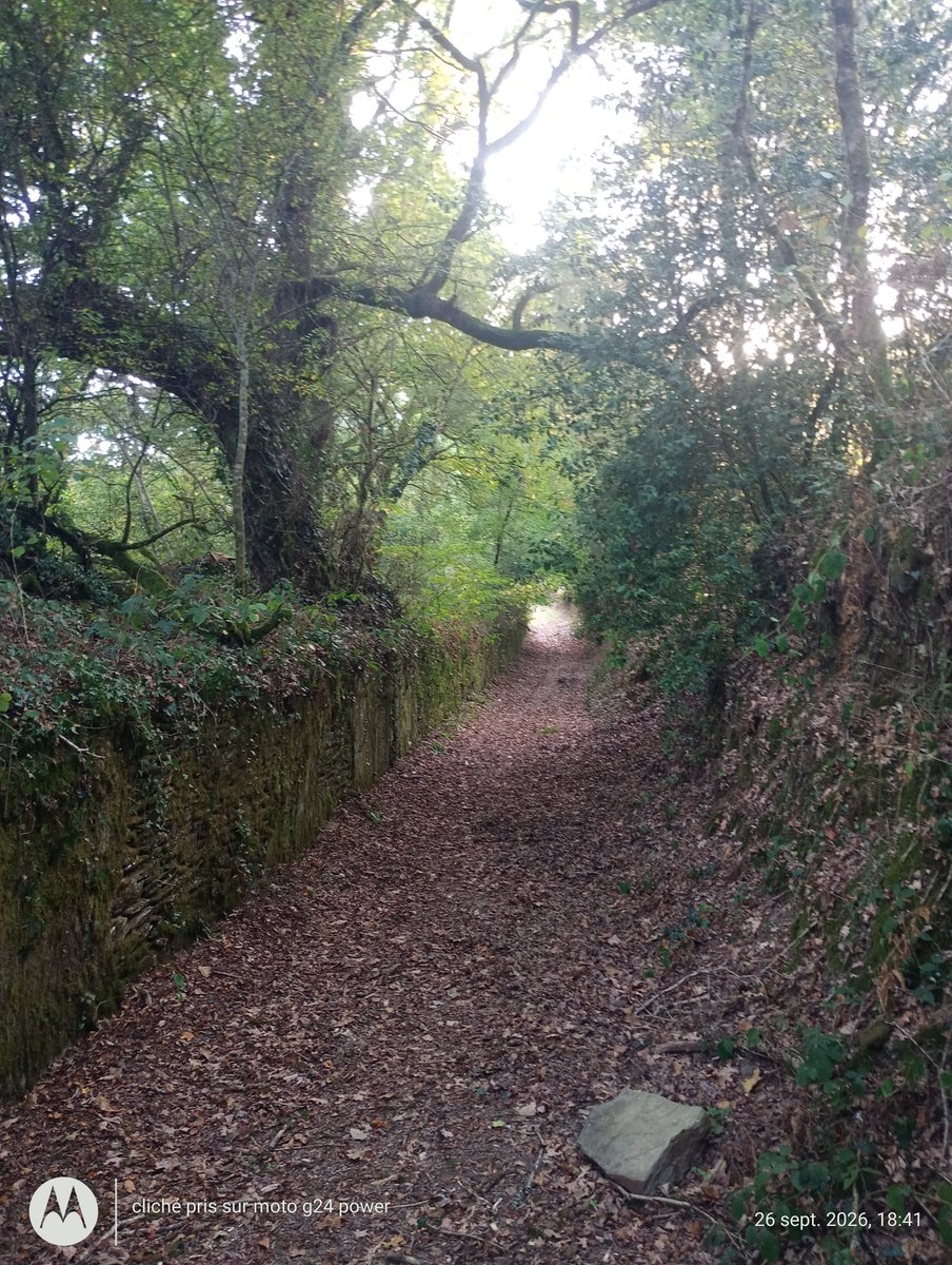 ThiChaplain's tweet photo. Joli mur de dalles de schiste recouvert d'un crépi, le tout est recouvert de végétation. C'était près d'une ancienne #mine de #schiste ardoisier à #Motreff. La dernière mine de schiste de Motreff a fermé en 2001. #Finistère #Histoire #Industrie. https://t.co/LnG4HpFxzx