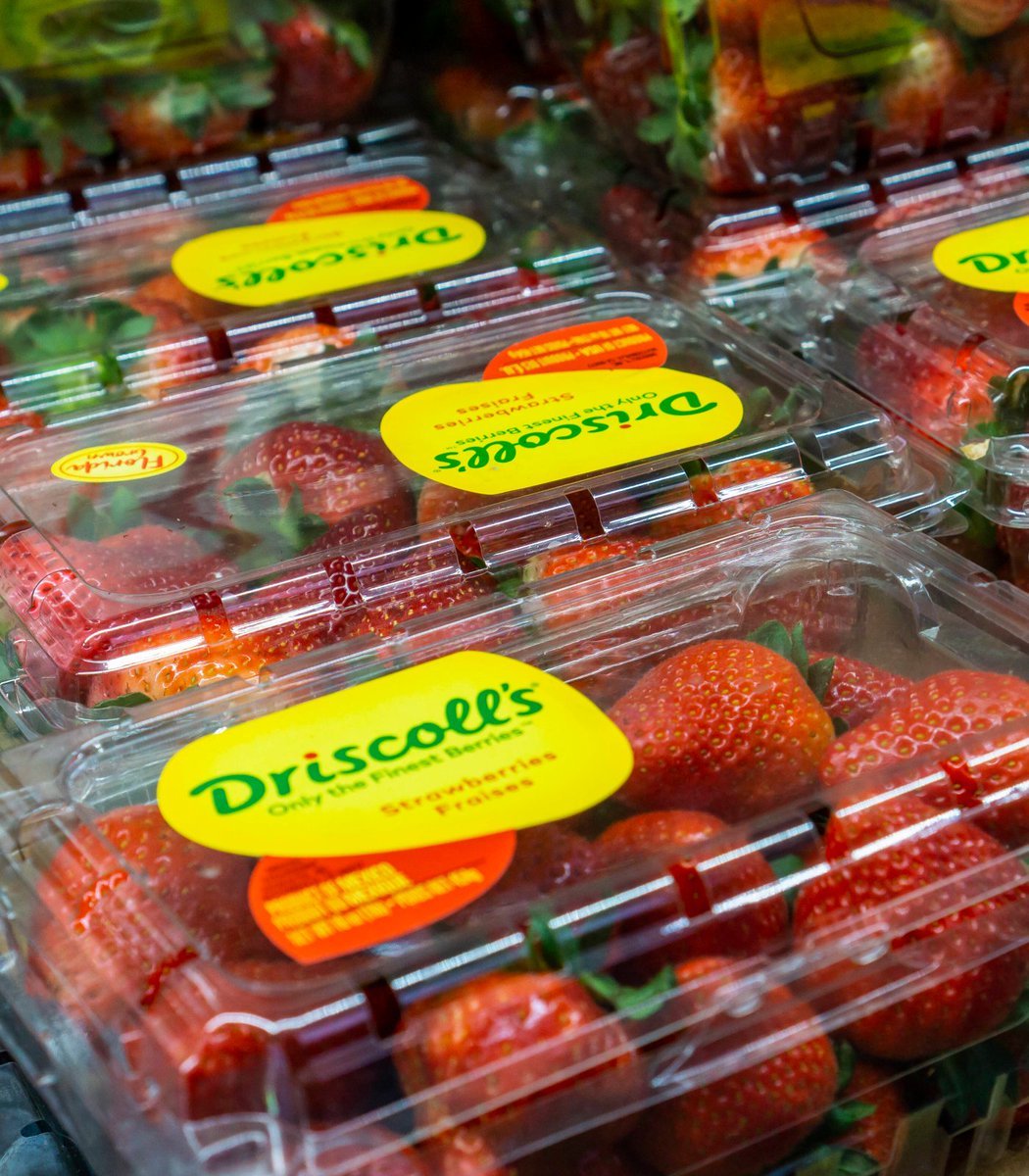 pubity's tweet photo. US fruit company Driscoll's is being sued by a former employee for allegedly sending millions of pounds of tainted berries to Canada.

David Harada claims he was forced to resign because he tried exposing illegally high pesticide levels in their berries while he worked there. https://t.co/kklajaPkNw