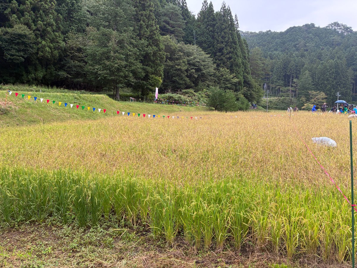 minnkanayama's tweet photo. こんにちは名鉄イン名古屋金山です😆

自然豊かな豊根村のいただきファームで稲刈りをしてきました🌾✨ 山々に囲まれた最高のロケーションの中、お米が実る田んぼで汗を流してきました！

お米の完成が今からとっても楽しみです😊🍚
#豊根村 #いただきファーム #稲刈り 
＃企業公式秋のフォロー祭り https://t.co/nVgo7YjelR