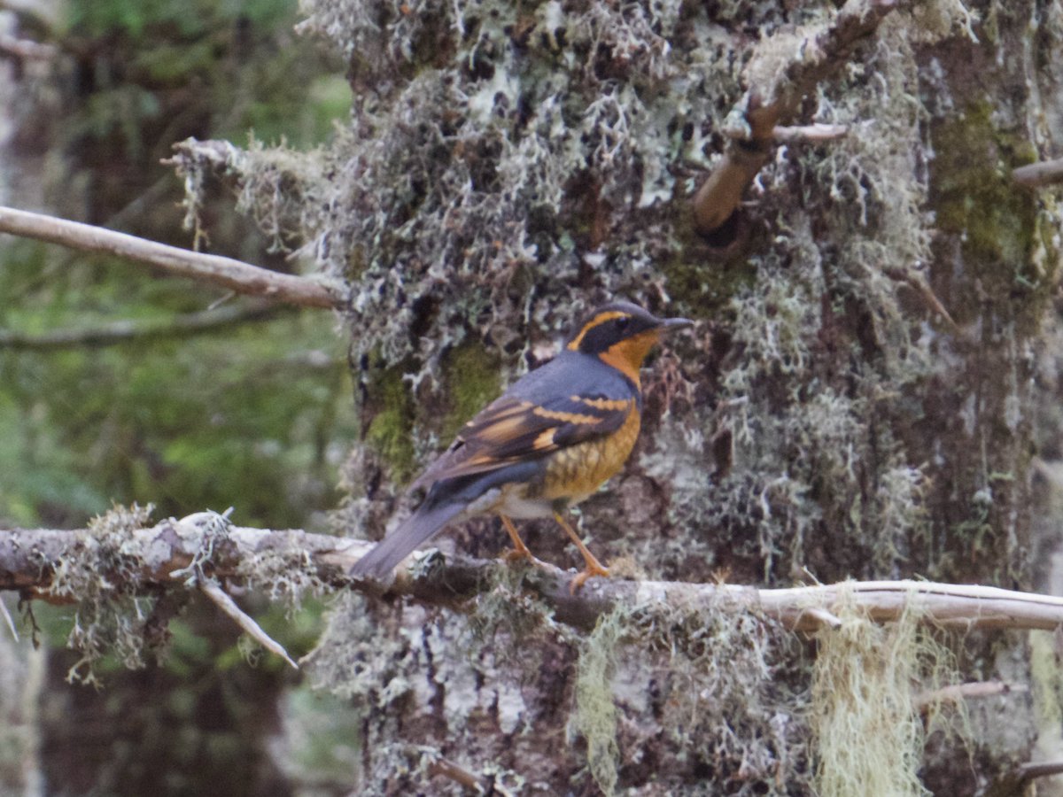 quaildove's tweet photo. ( twin peaks theme starts playing ) https://t.co/OPGZxLLygf