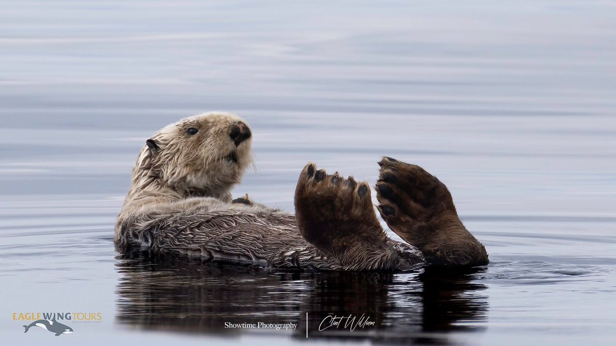 eaglewingtours's tweet photo. This is the sea otter version of lying on the couch; on your back, front paws tucked in, hind flippers in the air. This is Sea Otter Awareness Week, a time to celebrate the important ecological role that sea otters play in keeping their kelp forest habitats healthy! https://t.co/BuJZge9205