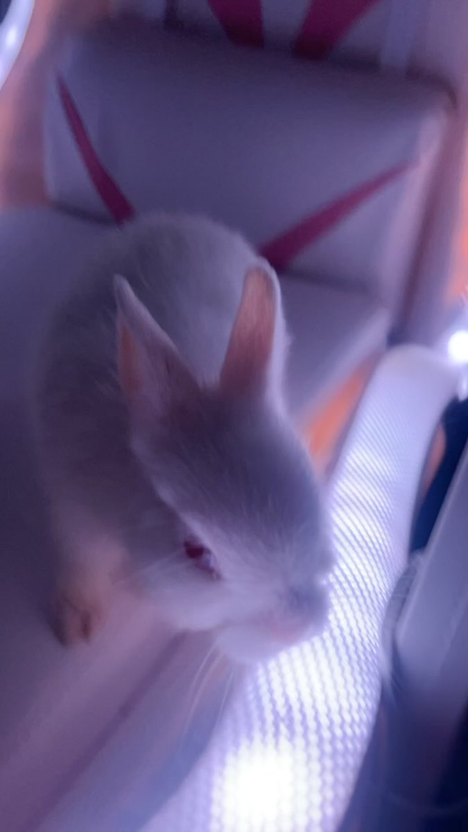 vicroveda's tweet photo. feliz dia internacional do coelho meu amor te amo🩷🩷🐰 https://t.co/wi0nlMgI0p