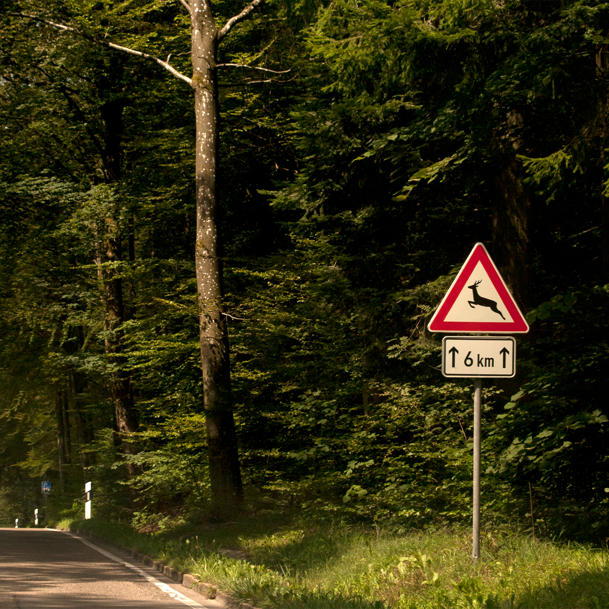 Foremost's tweet photo. Fall means deer are on the move, especially at dawn and dusk. Here's how to lower your risk of a collision: https://t.co/6U6yzfNg8T https://t.co/T3x7fz4Zj3