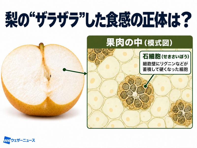 wni_jp's tweet photo. ＜梨のザラザラの正体＞
旬を迎えた梨、食べた時の舌触りは、果肉に含まれる「石細胞」によるものです。
硬くなった細胞壁が腸を刺激し、便通を促す効果が期待できます。
寒暖差で体調を崩しやすい秋の始まり、旬の味覚を美味しく味わいお腹の調子を整えてみてください。
https://t.co/A0dlaxOEXA https://t.co/6VD9rDUruG