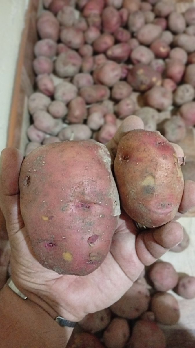 JamonFernando's tweet photo. Producto de nuestra tierra #macheperu #papa #patata #working https://t.co/P4YdzhFloZ