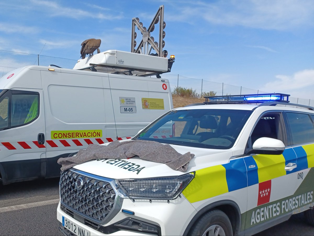 112cmadrid's tweet photo. 🦅 Los #AgentesForestalesCM 🌿 han rescatado hoy un ejemplar de buitre leonado que se había posado en una señal de tráfico. 

📍A-5 km 21. Móstoles 

La @guardiacivil tuvo que cortar la circulación para poder realizar el rescate con seguridad. El animal se había desplazado al techo de un vehículo de conservación de carreteras. 

👉🏻 Finalmente ha sido trasladado a las instalaciones del @GREFA_Fauna. 

📞 Si ves  un animal silvestre extraviado o enfermo, llama al 1️⃣1️⃣2️⃣.

#ASEM112