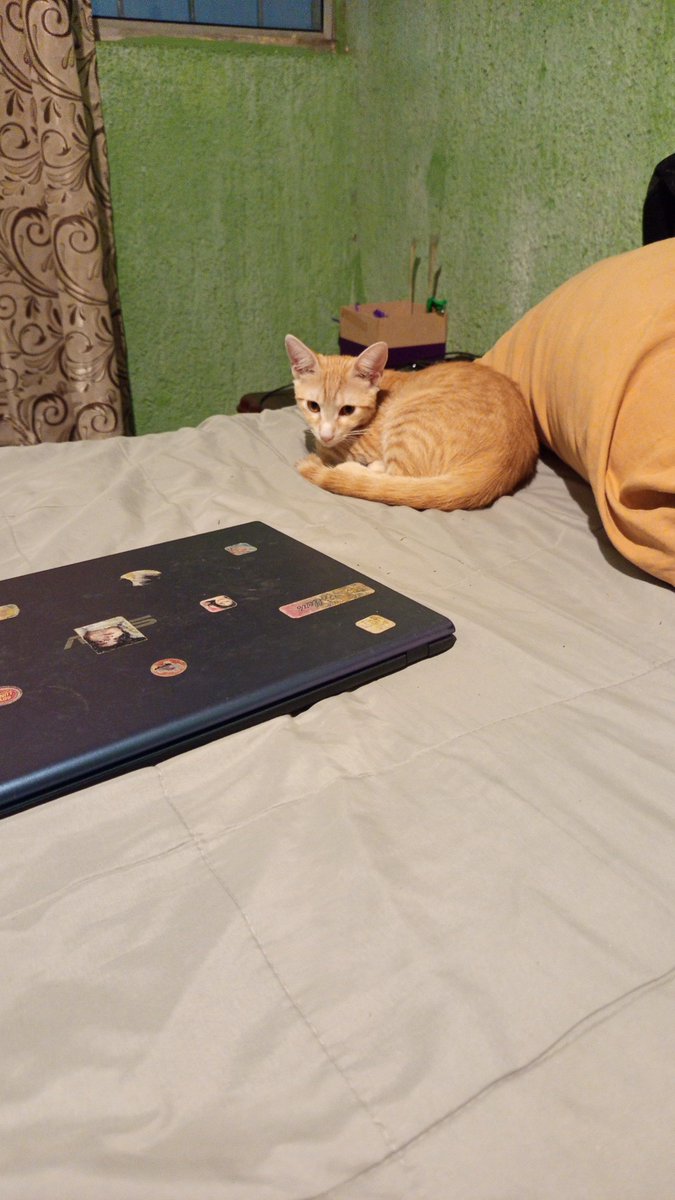 DazzleFan154018's tweet photo. Esta es Vicky!! Es una gatita muy agresiva y pesada. Le encabta restregarse en la suciedad, como tierra, tiene de las ollas y lodo. 
La encontramos en la carretera, bastante sucia. La última imagen es como yo la imagino como Tatari jeje
#ClashOfCritters #FromPetToTatari https://t.co/OqkCMSeJ2s