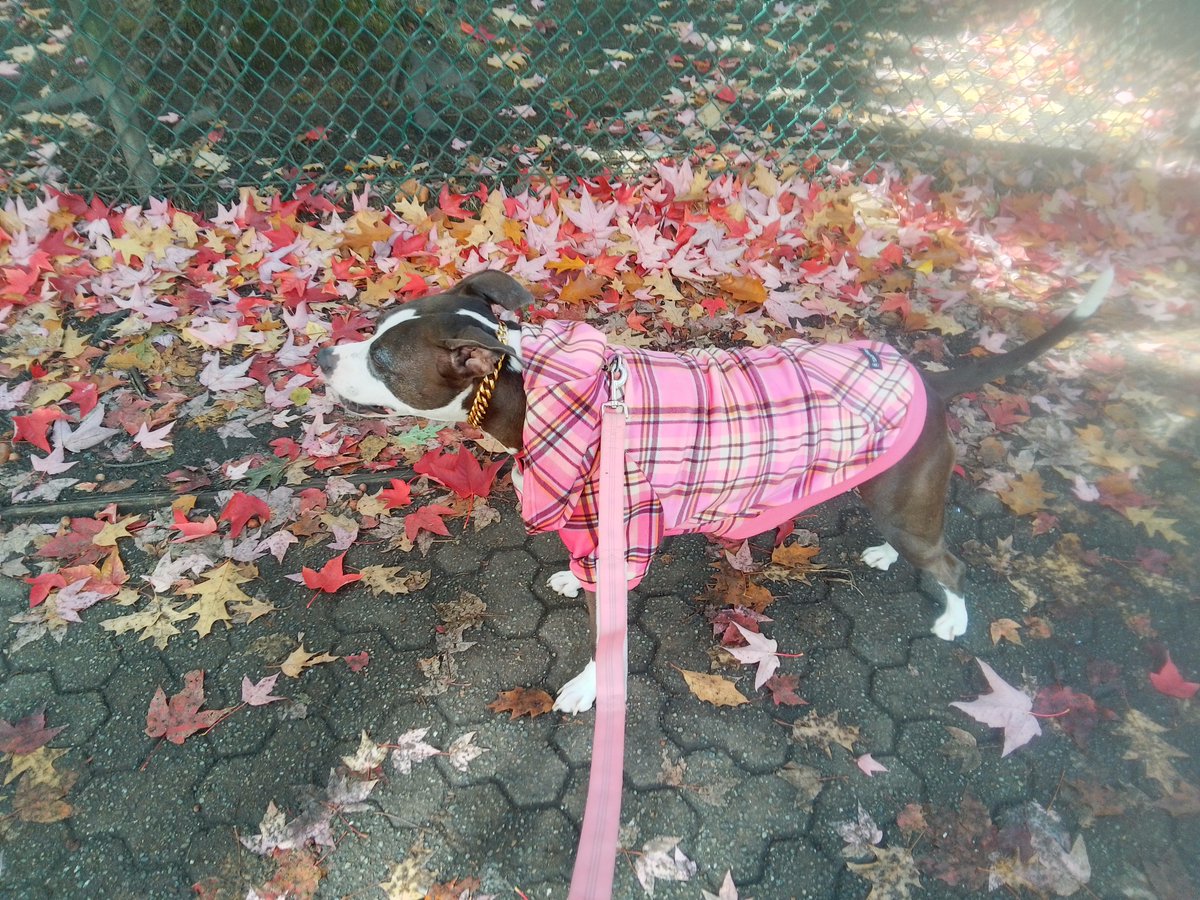 LebrockTony's tweet photo. 🐾PittrageousPrettyPittiePics🐾💙
#staffysaturday #fallvibes #pibble #gooddogs #petvibes #pittrageous
#dogpose #staffiesaturday #petx https://t.co/Ry77OAP6SQ