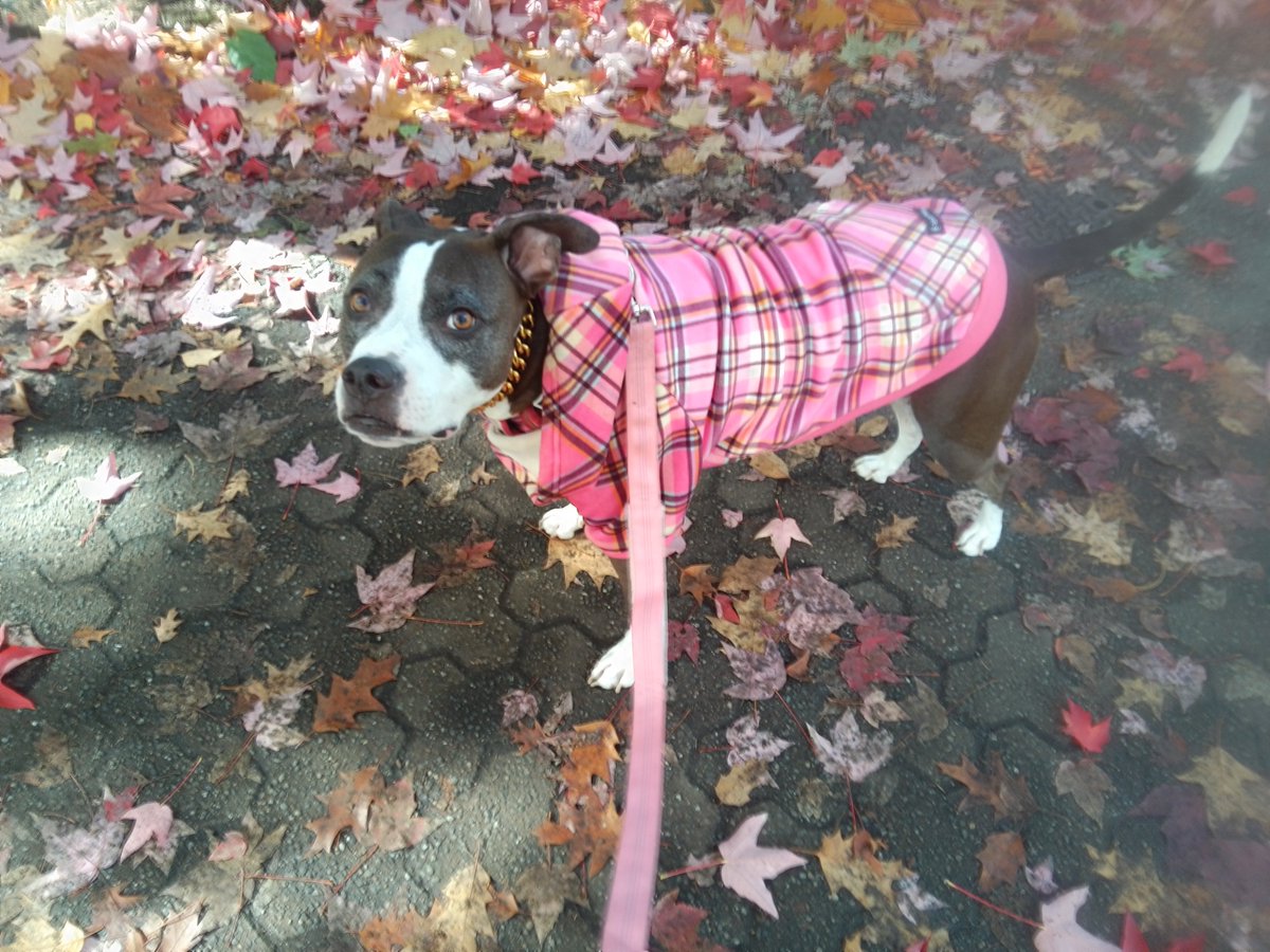 LebrockTony's tweet photo. 🐾PittrageousPrettyPittiePics🐾💙
#staffysaturday #fallvibes #pibble #gooddogs #petvibes #pittrageous
#dogpose #staffiesaturday #petx https://t.co/Ry77OAP6SQ