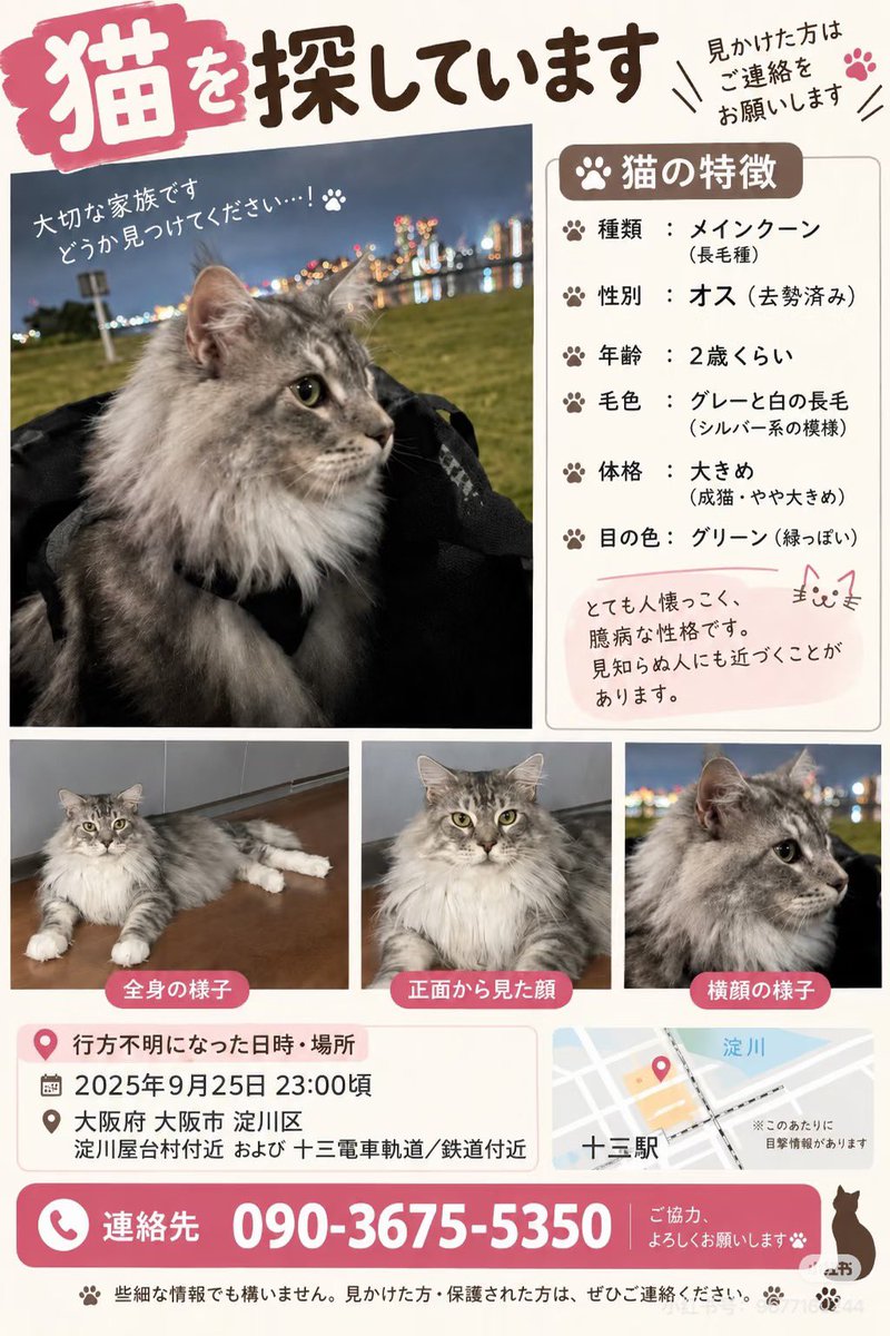 jio25241811's tweet photo. 🐈【迷子猫探し中】🐈
拡散にご協力いただけると助かります
9/25 23時頃　大阪十三
淀川河川公園芝スペース付近
パニックって河辺の草むら方向へ逃走。
【特徴】
・メインクーン(大型猫)
・グレー×白の毛色で、
黒い縞模様(シルバータビー)
目撃された方是非ご連絡ください！！
#大阪十三 #淀川 https://t.co/Qml8mmrXoU