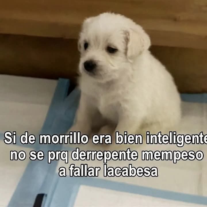 angelo_uf's tweet photo. https://t.co/ygSxA0ij6M