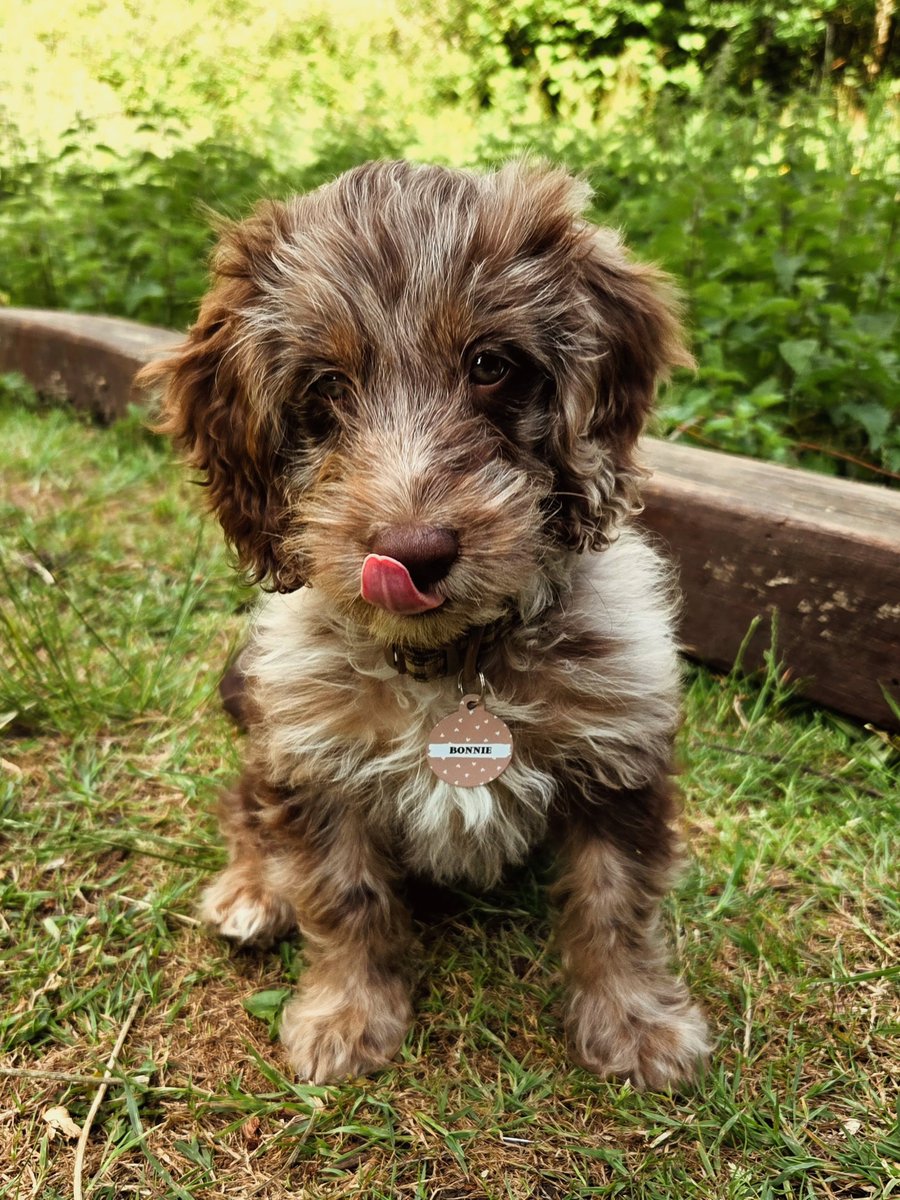 isabellaron0bc's tweet photo. Bonnie the bug buster... My first job each morning is hunting in the garden. I love pouncing, catching, sniffing and snacking. I keep telling Mum to relax—it’s extra protein! The things I’ve found and nibbled are starting to worry her. I’m a https://t.co/qjOIgDe29f