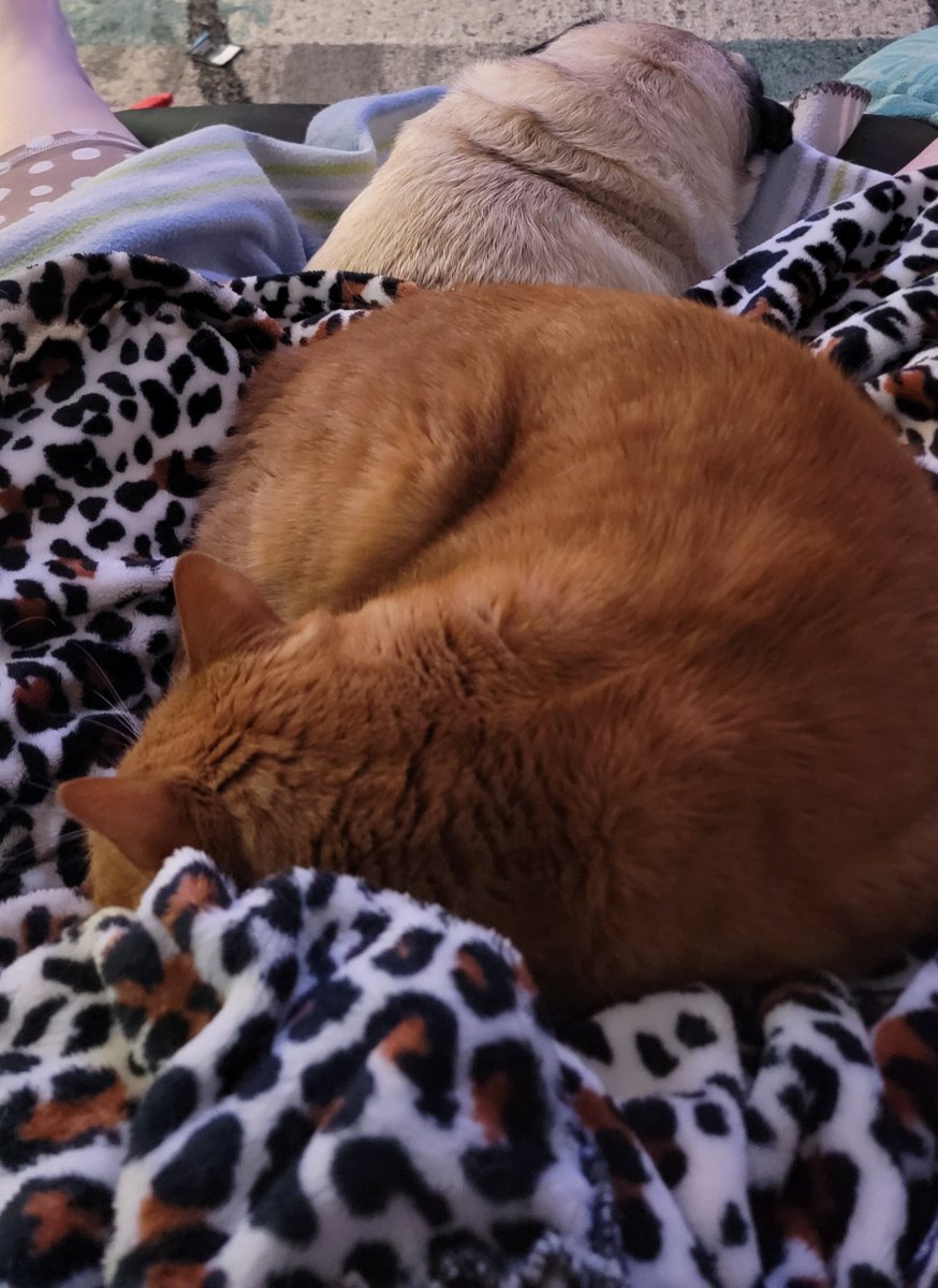 SarahPug12's tweet photo. Happy cold, rainy and windy Saturday afternoon friends! ๐ค๐ซค #Stella #BabyGirl #Orange #BoyBoy #Dexter #ThreeAmigos ๐ถ๐ฑ๐ถ https://t.co/9s0jvGUyxi